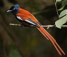 A red-bellied paradise flycatcher (Terpsiphone rufiventer) found in the gallery forests of Abuko, The Gambia (where many of the T. rufiventer are part of a hybrid swarm with T. viridis). Flickr - Rainbirder - Red-bellied Paradise Flycatcher (Terpsiphone rufiventer) male.jpg