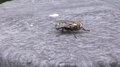 File:Fly cleaning itself.webm