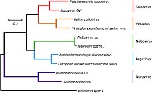 Phylogenetic tree of the family Caliciviridae and Poliovirus Fmicb-10-01280-g001.jpg