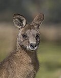 Thumbnail for File:Forester kangaroo (Macropus giganteus tasmaniensis) portrait Esk Valley.jpg