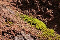 A rare patch of mosses inside the main crater