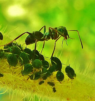 <i>Formica glacialis</i> Species of ant