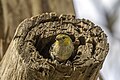 * Nomination Forty-spotted pardalote (Pardalotus quadragintus) --Charlesjsharp 09:53, 1 February 2024 (UTC) * Promotion  Support Good quality. --Ermell 11:50, 1 February 2024 (UTC)