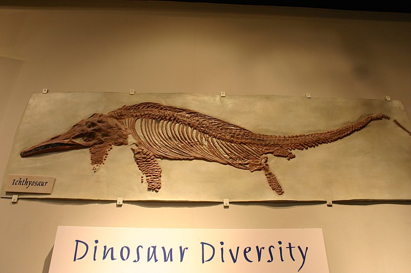 File:Fossil ichthyosaur.jpg