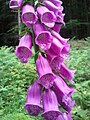 * Nomination A Foxglove wild flower growing in Goring woodland in England, UK --Danesman1 20:36, 13 August 2012 (UTC * Decline Insufficient quality. Bad crop, missing geotag --Moroder 20:34, 13 August 2012 (UTC)