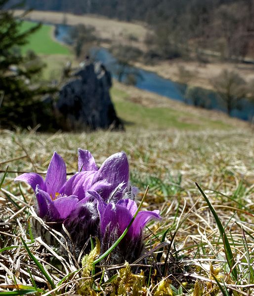 File:Frühling im Eselsburger Tal. Küchenschellen.jpg