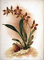 Oncidium spectatissimum (as syn. Odontoglossum triumphans) plate 86 in: Frederick Sander: Reichenbachia II, (1890)