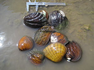 Several species of freshwater pearl mussels collected in a river during a survey of the Marais des Cygnes National Wildlife Refuge. Freshwater mussels.jpg