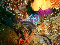 Frilled nudibranch and mauve sea cucumber