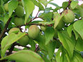 Feuilles et fruits de Prunus mume