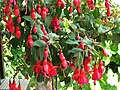 Miniatura para Fuchsia hybrida