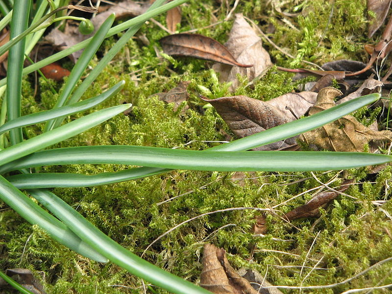 File:Galanthus reginae-olgae closeup leaves.jpg