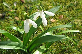 <i>Galanthus woronowii</i> Species of flowering plant in the family Amaryllidaceae