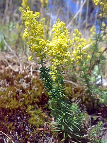 Galium verum 02.jpg