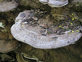 gris "Ganoderma applanatum"