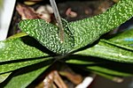 Miniatura para Gasteria carinata var. verrucosa