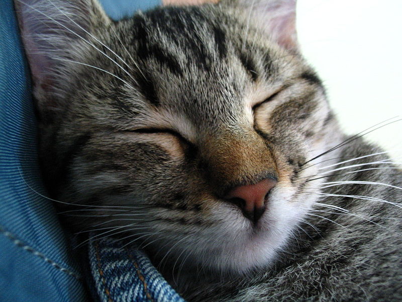 File:Gato domestico dormindo.jpg