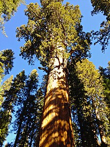 General Sherman tree - Sequoia National Park.jpeg