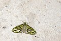 Geometridae (36879890446).jpg