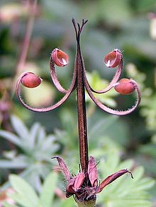 The "bill" and seed dispersal mechanism of Geranium pratense Geranium sanguineum02.jpg