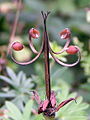 Regma de Geranium sanguineum, donde ya se separaron las unidades de fruto y catapultaron las semillas.