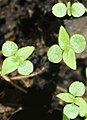 Gesnouinia arborea seedlings, by Omar Hoftun.jpg