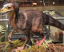 Dromaeosaurus