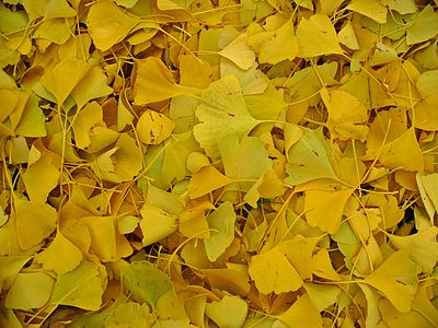 Ginkgo biloba Leaves in autumn