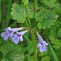 * Nomination Ground ivy (Glechoma hederacea) --Robert Flogaus-Faust 07:49, 7 May 2024 (UTC) * Promotion Good quality. --KaiBorgeest 20:45, 14 May 2024 (UTC)