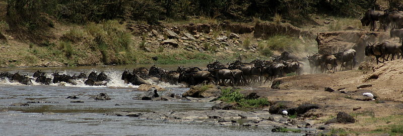 File:Gnus passing Mara River-02, by Fiver Löcker.jpg