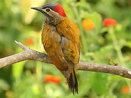 Fehérarcú zöldfakopáncs (Colaptes rubiginosus)