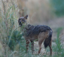 Golden jackal in central Macedonia Golden Jackal in Greece @2020 1.png