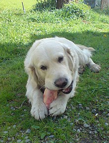 A golden retriever eating a raw pig's foot. Golden retriever eating pigs foot.jpg