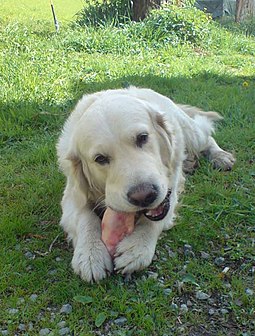 A Golden Retriever gnawing on a pig's foot Golden retriever eating pigs foot.jpg