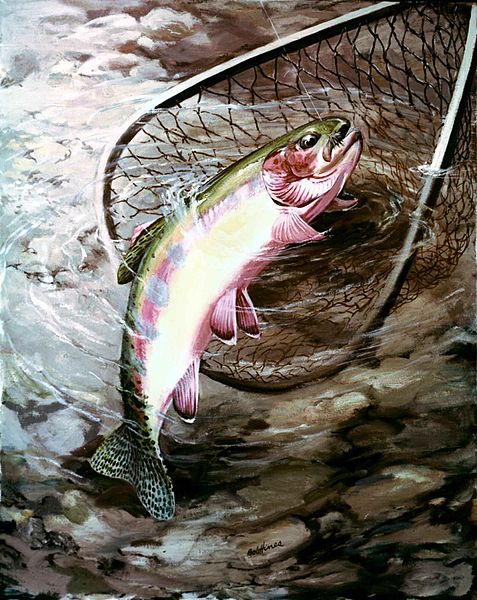 File:Golden trout fish salmo aguabonita.jpg