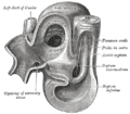 aorta kötüyünün, aşağı və yuxarı boş venaların (Küvye axacaqları)formalaşması