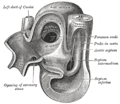 Heart of human embryo of about 35 days