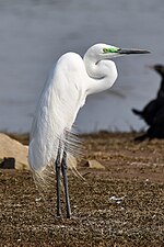 Great egret (Ardea alba) in breeding plummage