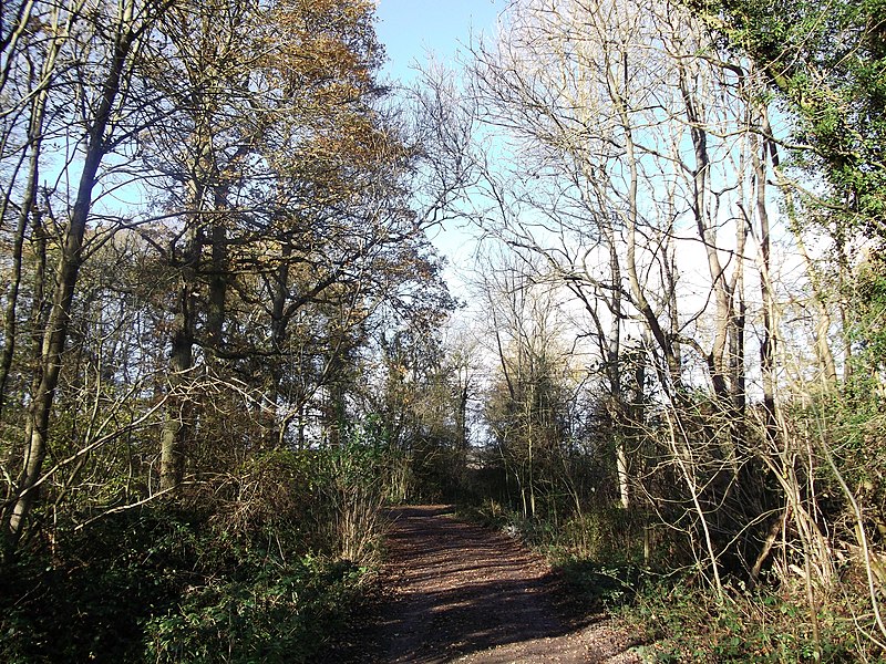 File:Greensand Way in Titsey Wood (geograph 2714841).jpg