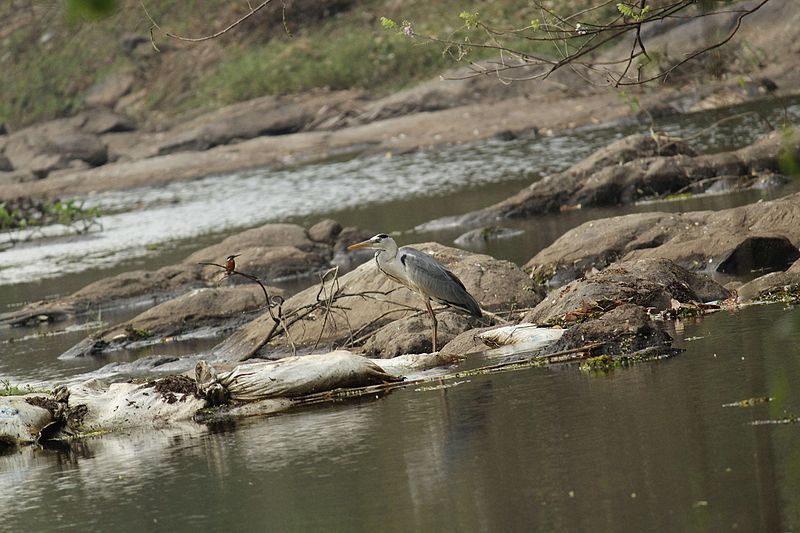 File:Grey heron(ചാരമുണ്ടി).jpg