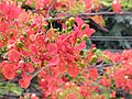 * Nomination Gulmohar tree flowers closeup. -- Kprateek88 13:33, 18 May 2009 (UTC) * Decline Distracting background—it's hard to focus on the subject. Also, colours seem slightly washed out? Maedin 08:11, 27 May 2009 (UTC)