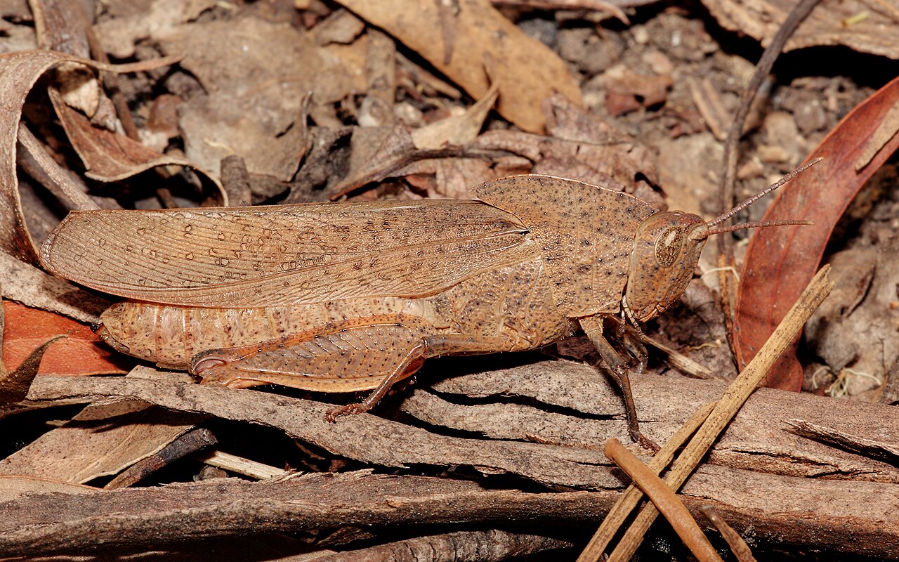 Gumleaf grasshopper.jpg