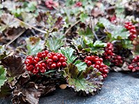 "fruit and foliage"