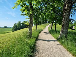 Guntramshügel Fußweg süd