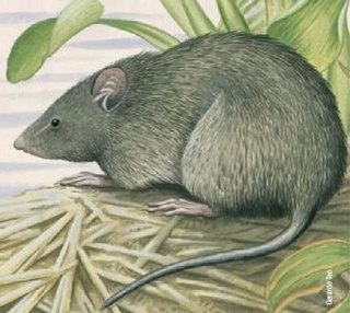 Fossorial giant rat Species of rodent