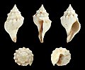 * Nomination Shell of a Baird's Turrid, Gymnobela bairdii --Llez 04:48, 15 May 2014 (UTC) * Promotion Good quality. --JDP90 10:14, 15 May 2014 (UTC)