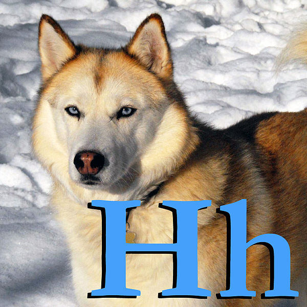 File:H is for Husky.jpg