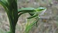 Habenaria rodeiensis