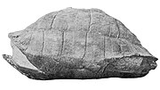 Thumbnail for Hadrianus (turtle)