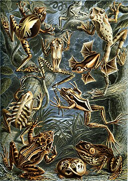 Haeckel Batrachia